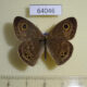 64046p Satyridae Ypthima baldus Thailand $5