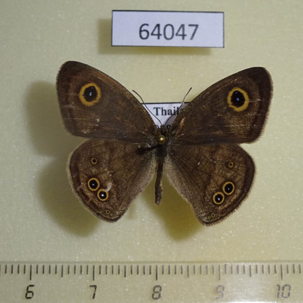 Satyridae Ypthima baldus Thailand