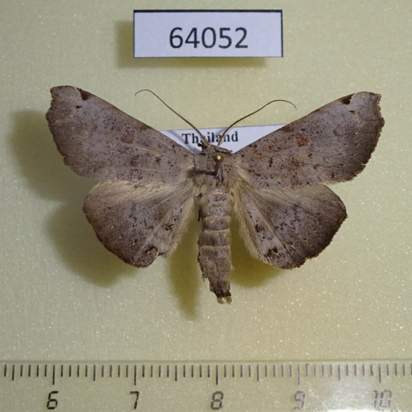 Noctuidae Poliofoca gebenna Thailand