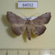 64052p Noctuidae Poliofoca gebenna Thailand $8