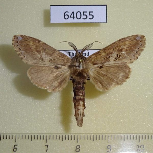 Notodontiidae Brykia horsfieldi Thailand