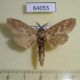 64055p Notodontiidae Brykia horsfieldi Thailand $7