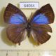 64064p Lycaenidae Amblypodia anita anita f Thailand $5
