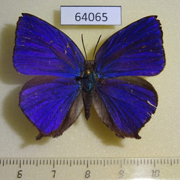 Lycaenidae Arhopala centaurus nakula Thailand