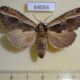 64066p Notodontiidae Allata benderi f Vietnam $8