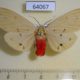 64067p Arctiidae Spilosoma sp. eldorado f Thailand $9