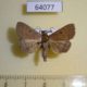 64077p Noctuidae Simplicia variegata Thailand $7
