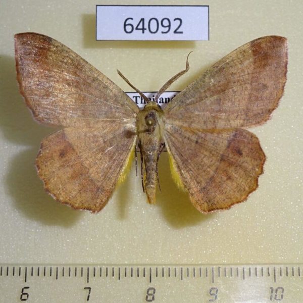 Geometridae Hyperythra lutea Thailand