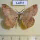 64092p Geometridae Hyperythra lutea Thailand $4