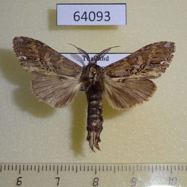 Notodontiidae Brykia horsfieldi Thailand