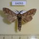64093p Notodontiidae Brykia horsfieldi Thailand $7