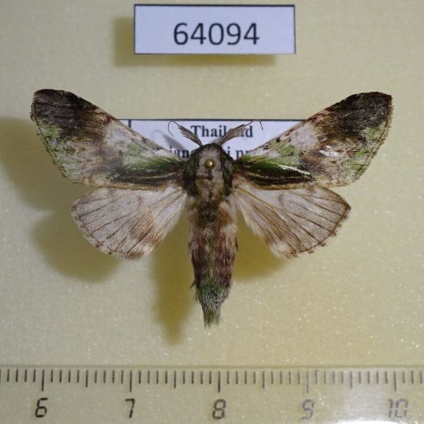 Notodontiidae Shachia vernalis Thailand