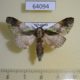 64094p Notodontiidae Shachia vernalis Thailand $5