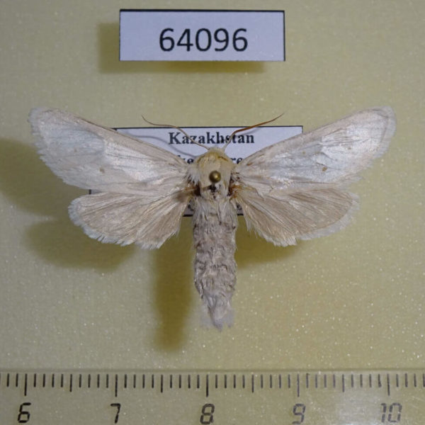 Cossidae Holcocerus holosericeus Kazakhstan