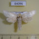 64096p Cossidae Holcocerus holosericeus Kazakhstan $10