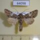 64098p Noctuidae Hadena albimacula Kazakhstan $8