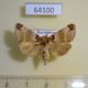 64100p Noctuidae Plusidia cheiranthi Kazakhstan $9