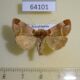 64101p Noctuidae Plusidia cheiranthi Kazakhstan $9
