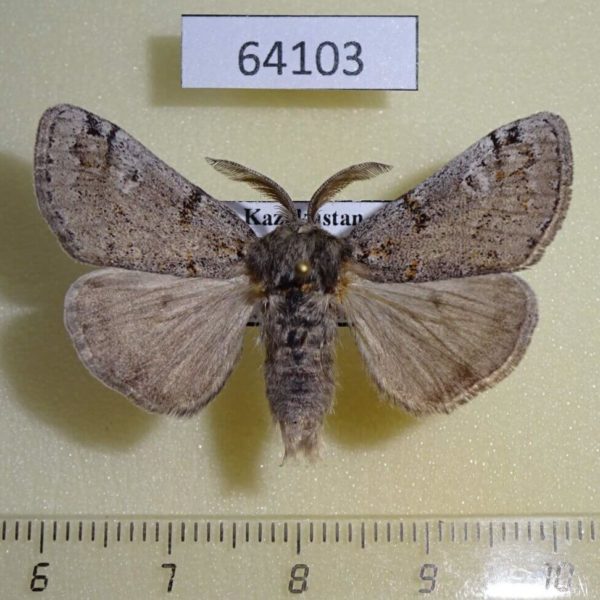 Lymantridae Dicallomera fascelina Kazakhstan