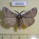 64103p Lymantridae Dicallomera fascelina Kazakhstan $6