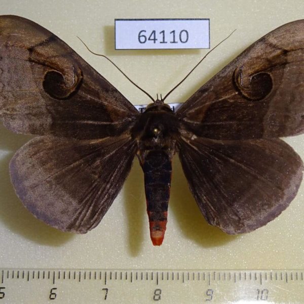Noctuidae Spirama retorta Thailand