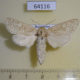 64116p Cossidae Holcocerus nobilis f Kazakhstan $25