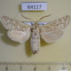 64117p Cossidae Holcocerus nobilis Kazakhstan $20