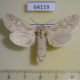 64119p Cossidae Holcocerus nobilis f Kazakhstan $25