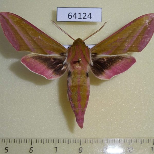 Sphingidae Deilephila elpenor Kazakhstan