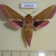 64124p Sphingidae Deilephila elpenor Kazakhstan $6