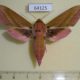 64125p Sphingidae Deilephila elpenor Kazakhstan $7