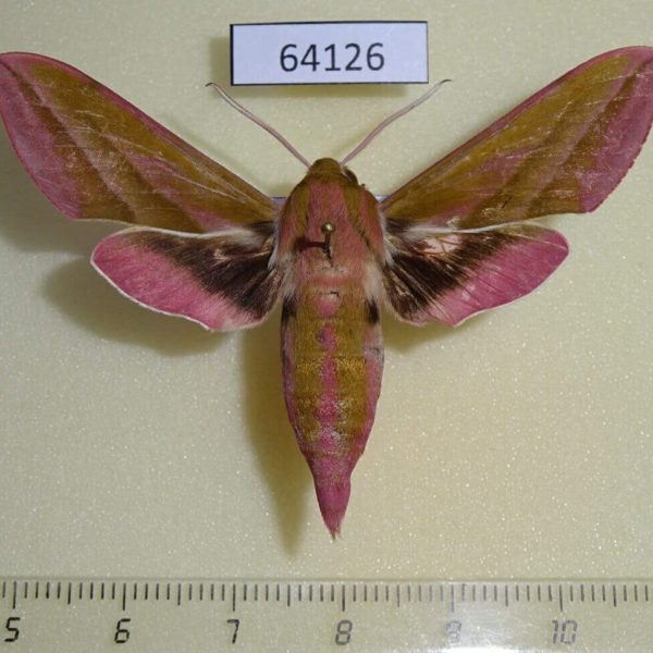 Sphingidae Deilephila elpenor Kazakhstan