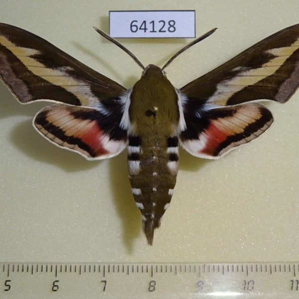 Sphingidae Hyles galii Kazakhstan