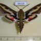 64128p Sphingidae Hyles galii Kazakhstan $8