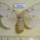64132p Lymantridae Lymantria dispar f Kazakhstan $7
