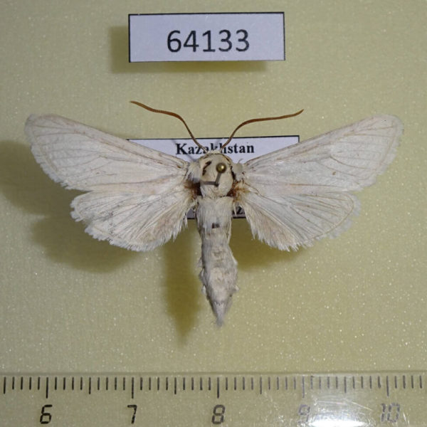 Cossidae Holcocerus holosericeus Kazakhstan
