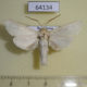 64134p Cossidae Holcocerus holosericeus Kazakhstan $8