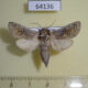 64136p Cossidae Kotchevnik modestus Kazakhstan $8