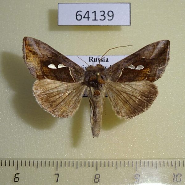 Noctuidae Macdunnoughia crassisigna Primorye