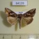 64139p Noctuidae Macdunnoughia crassisigna Primorye $6