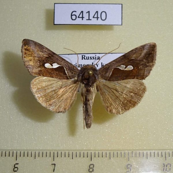 Noctuidae Macdunnoughia crassisigna Primorye
