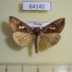 64140p Noctuidae Macdunnoughia crassisigna Primorye $8