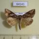 64141p Noctuidae Macdunnoughia crassisigna Primorye $6