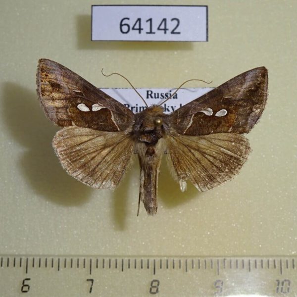 Noctuidae Macdunnoughia crassisigna Primorye