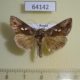 64142p Noctuidae Macdunnoughia crassisigna Primorye $6