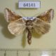 64143p Thyatiridae Habrosyne pyritoides derasoides Primorye $4