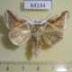64144p Thyatiridae Habrosyne pyritoides derasoides Primorye $5
