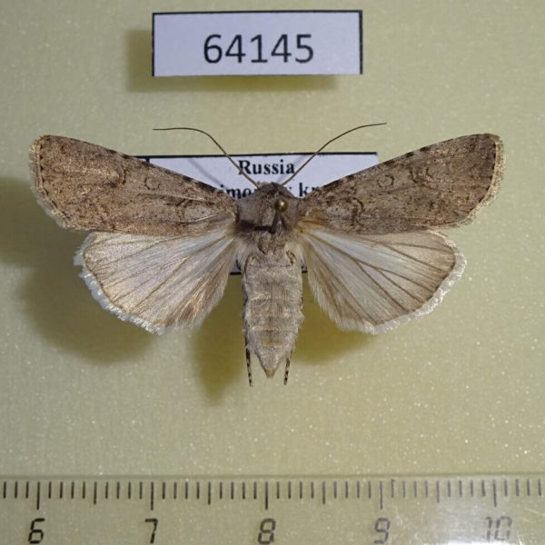 Noctuidae Agrotis segetum f Primorye