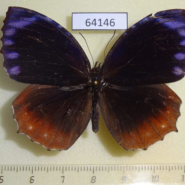 Nymphalidae Elymnias hypermnestra violetta Thailand