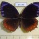 64146p Nymphalidae Elymnias hypermnestra violetta Thailand $7